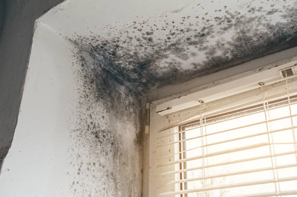 Affordable Attic Mold Removal solutions in Black Creek, NC