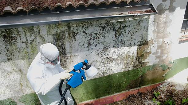 Top rated local Attic Mold Removal specialists in Black Creek, NC